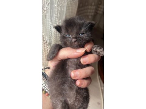 Maine coon yavru kediler