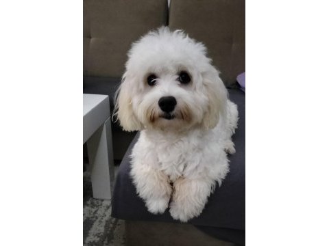 Sahiplendirme maltese