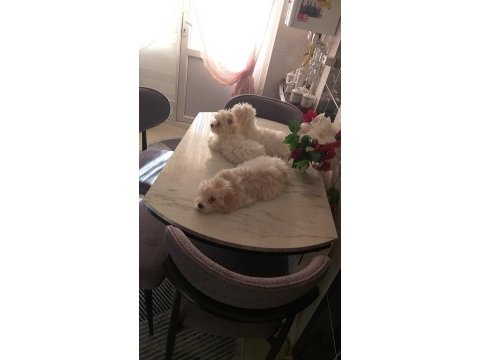 Şirin maltese yavrularım sahiplerini arıyor