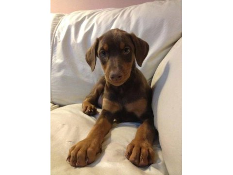 İsteğe özel estetik ve renk seçenekleri mevcut doberman