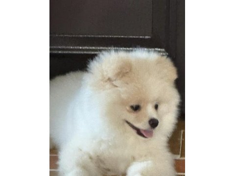 Köpeğimiz için daha önceden bakanlar lütfen iletişime geçsin