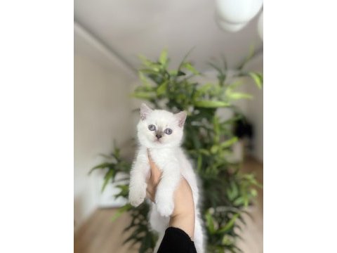 Brıtısh shorthair yavrular 