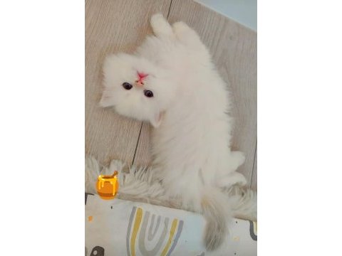 Full secereli british longhair bebekler