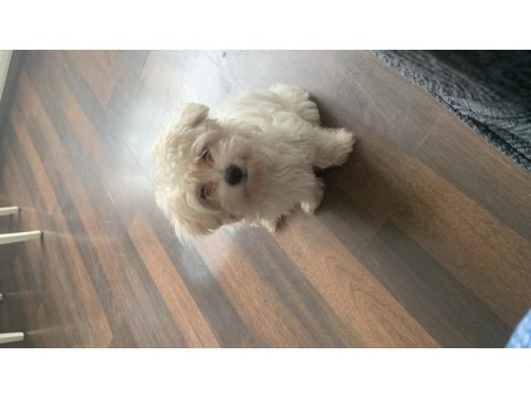 Tuvalet eğitimli güzellik maltipoo