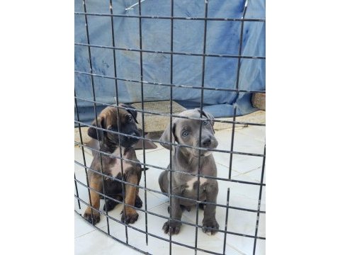 Safkan cane corso