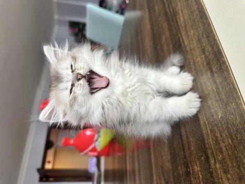 Sağlıklı british longhair 1.5 aylık yavru