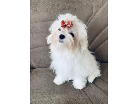 Safkan kore dişi teacup maltese 1.650 kg