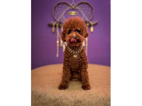 Yakışıklı toy poodle eş arıyor