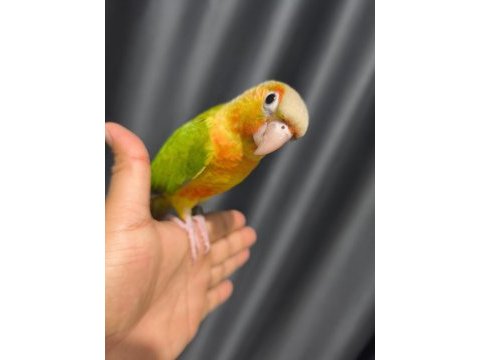 El besleme evcil konur papağanı