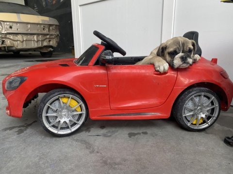 İngiliz bulldog yavrular teslime hazır