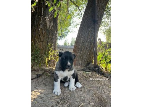 Orijinal saf kangal
