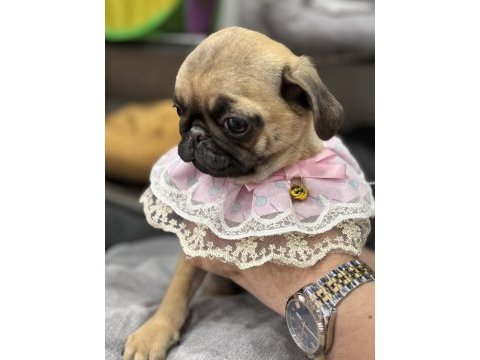 Pug yavrular sakarya
