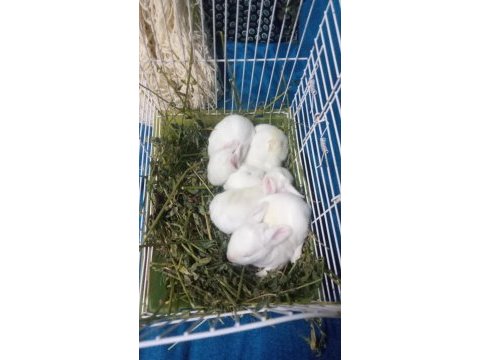 Beyaz yavru tavşan satışı