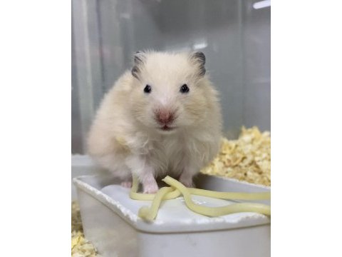 Minik hamster dostunu seç adresine gelsin