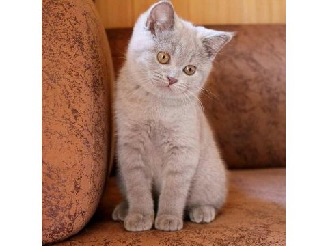 Fawn lilac brıtısh shorthaır yavru arayanlara son yavrular
