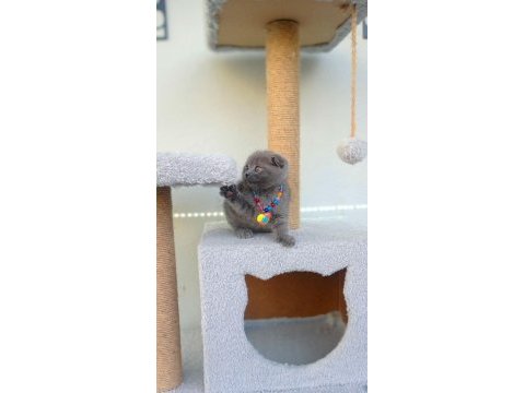 En kalitelisini isteyene scottish fold