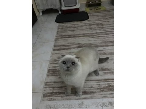 Blue point scottish fold