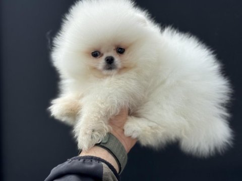 Petmode köpek çiftliğinde ziyarete açık pomeranian