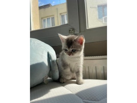45 gunluk yavrular yuva ariyor