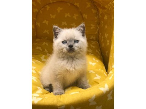 British shorthair blue point yavrularım 