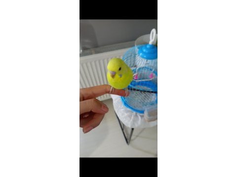 Yavru muhabbet kuşu