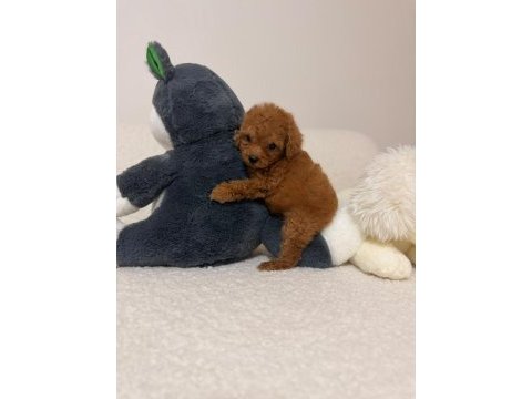 Toy poodle mini bebeklerimiz