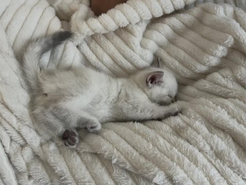 2 aylık yavru british shorthair kedimiz