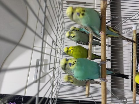 8 adet muhabbet kuşu