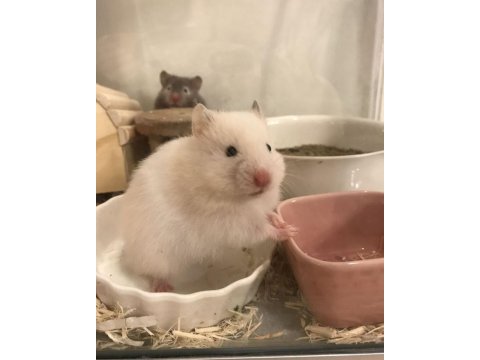 Hamster-gonzales yavrularımız heryere gönderim