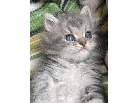 British longhair 3 aylık