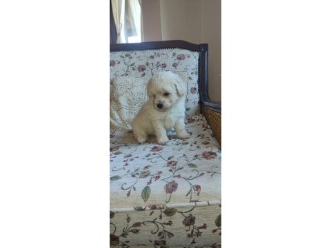 Maltipoo yavrularımız ailelerine kavuşmayı bekliyor