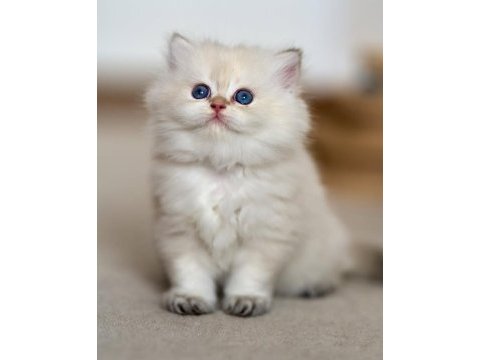 Cam gözlü ns1133 british longhair