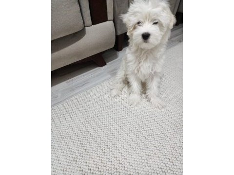 Maltese - malta terrier 3 aylık