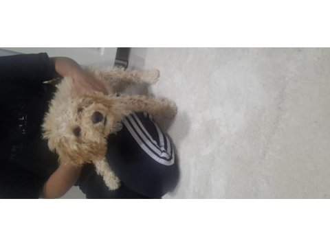 Sahibinden toy poodle