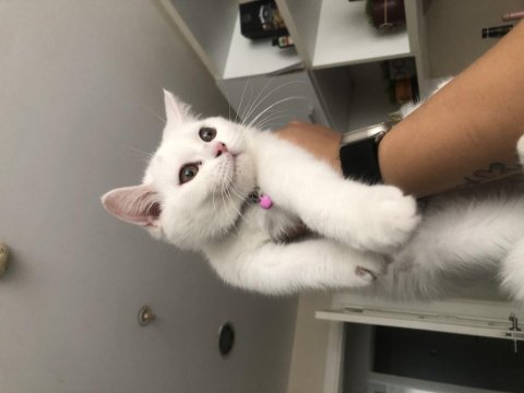 3.5 aylık dişi british shorthair