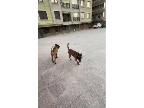 A kalite belçika kurdu yavrular