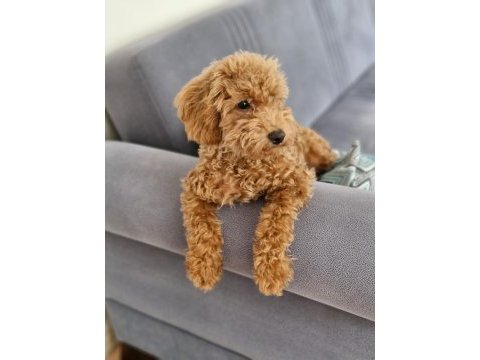 Maltipoo ve toy poodle