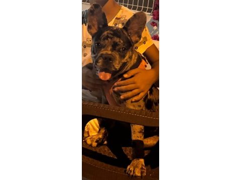 Erkek french bulldog