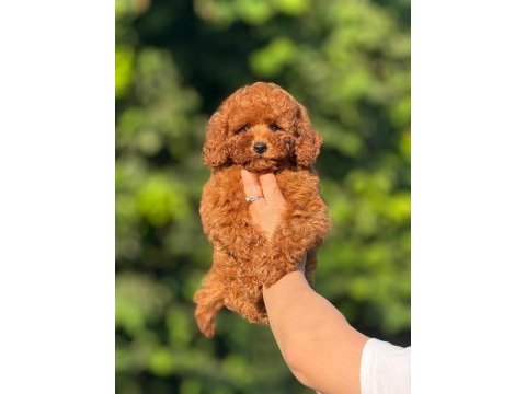 Büyürmeyen aşılı çiş eğitimli toy poodle 