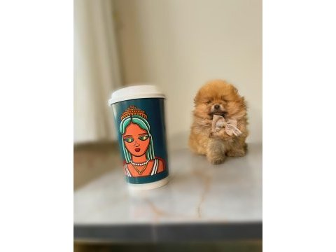 Tea cup teddy bear pomeranian boo oğlumuz