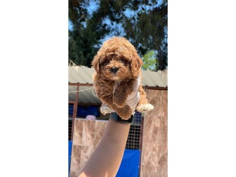Maltipoo bebek yüzlü yavrularımız
