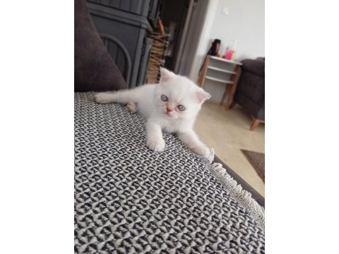 Blue point scottish fold bebişler