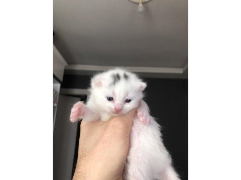 Scottish fold ve british yavrularımız