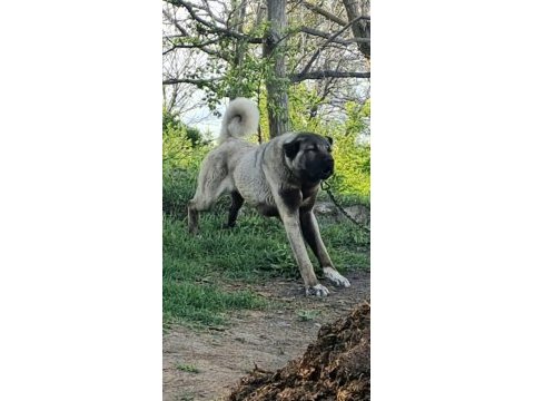 Sivasın dev şampiyonu kangal
