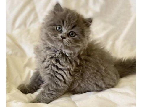 British longhair yavrularımız 