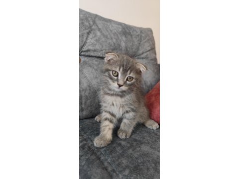 Sevimli scottish fold oğlumuza yuva arıyoruz
