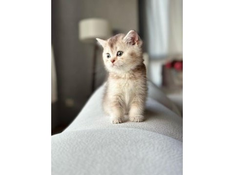 Yeni cins kediler yeni yuvalarına gitmeye hazırlar