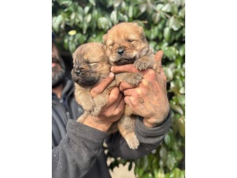Chow chow cinsi bebeklerimiz