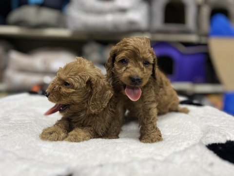 Poodle ırkının en güzel örneklerini sunuyoruz