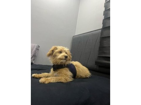 6 aylık maltipoo